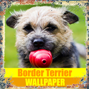 Border Terrier Dog Hình nền APK