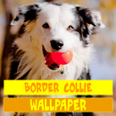 Hình nền chó Collie APK
