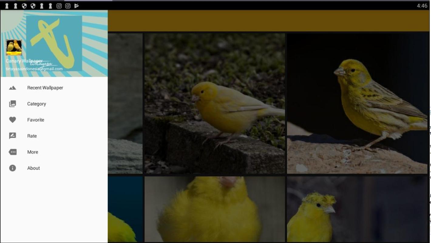 birds wallpapers for mobile