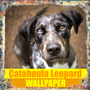 Catahoula Leopard Dog Wallpaper APK
