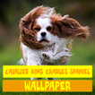 Sfondo di Cavalier King Charles Spaniel Dog
