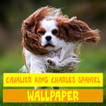 Papier peint Chien Cavalier King Charles Spaniel