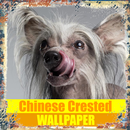 Trung Quốc Crested Dog Wallpaper APK