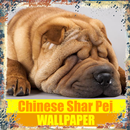 Chinese Shar Pei Dog Wallpaper APK