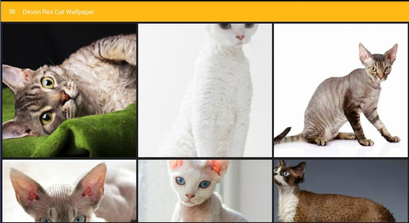 Android için Devon Rex Kedi Duvar Kağıdı APK�yı İndir