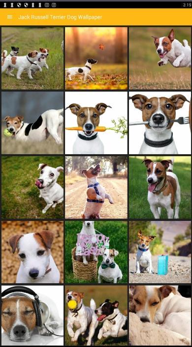 Android 用の ジャックラッセルテリア犬の壁紙 Apk をダウンロード
