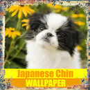 Japanese Chin Dog Wallpaper APK