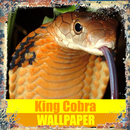 King Cobra Snake Reptile Wallpaper APK