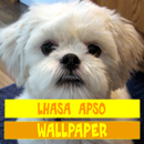 Lhasa Apso Dog Wallpaper APK