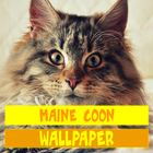 Fondo de Pantalla de Gato Maine Coon icono