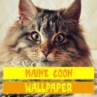 Maine Coon Cat Wallpaper Zeichen