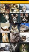 Maine Coon Cat Wallpaper Plakat