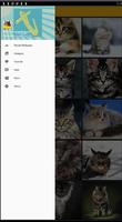 Maine Coon Cat Wallpaper Screenshot 2