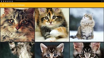 Maine Coon Cat Wallpaper Screenshot 3