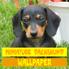 Miniature Dachshund Dog Wallpaper आइकन