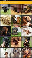 Miniature Dachshund Dog Wallpaper पोस्टर