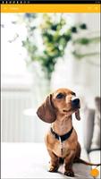 Miniature Dachshund Dog Wallpaper स्क्रीनशॉट 1