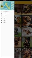 Miniature Dachshund Dog Wallpaper स्क्रीनशॉट 2