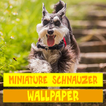 Miniature Schnauzer Dog Wallpaper