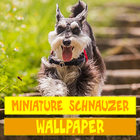 Miniature Schnauzer Dog Wallpaper ikona