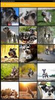 Poster Miniature Schnauzer Dog Wallpaper