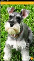 Miniature Schnauzer Dog Wallpaper imagem de tela 1