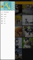 برنامه‌نما Miniature Schnauzer Dog Wallpaper عکس از صفحه
