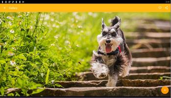 برنامه‌نما Miniature Schnauzer Dog Wallpaper عکس از صفحه