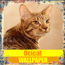Ocicat Wallpaper APK