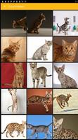 Ocicat Wallpaper โปสเตอร์