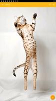 Ocicat Wallpaper ภาพหน้าจอ 1