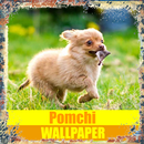 Pomchi Dog Hình nền APK