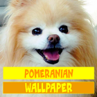 Pomeranian Dog Wallpaper أيقونة