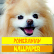 Pomeranian Dog Wallpaper