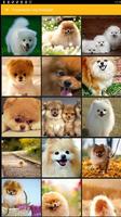 Pomeranian Dog Wallpaper-poster