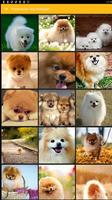 Pomeranian Dog Wallpaper Plakat