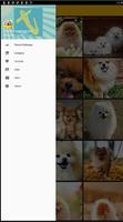 Pomeranian Dog Wallpaper screenshot 1