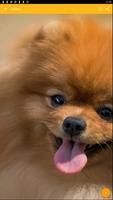 Pomeranian Dog Wallpaper screenshot 2