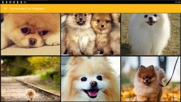 Pomeranian Dog Wallpaper capture d'écran 3