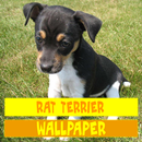 Rat Terrier Dog Wallpaper APK