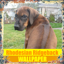 Rhodesian Ridgeback Dog Wallpaper APK