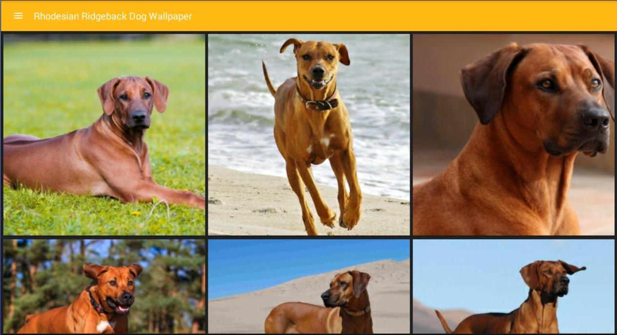 Rhodesian Ridgeback Dog Wallpaper For Android Apk Download Rhodesian Ridgeback Dog Wallpaper For Android Apk Download