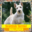 Scottish Terrier Dog Wallpaper APK