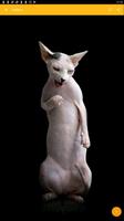 Sphynx Cat Wallpaper ảnh chụp màn hình 2