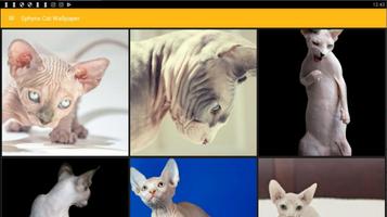 Sphynx Cat Wallpaper ảnh chụp màn hình 3