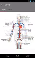 人体解剖学ガイド アプリダウンロード