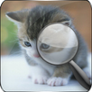 Spot the Difference Cats APK