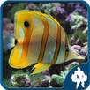 Fish Jigsaw Puzzles APK