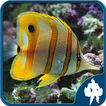 Fish Jigsaw Puzzles