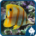 Fish Jigsaw Puzzles